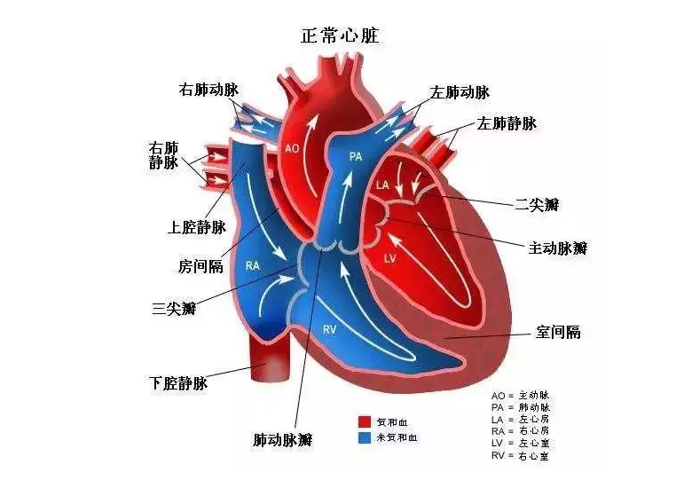 肺动脉瓣最窄18毫米先心宝宝重生这场手术值得点赞
