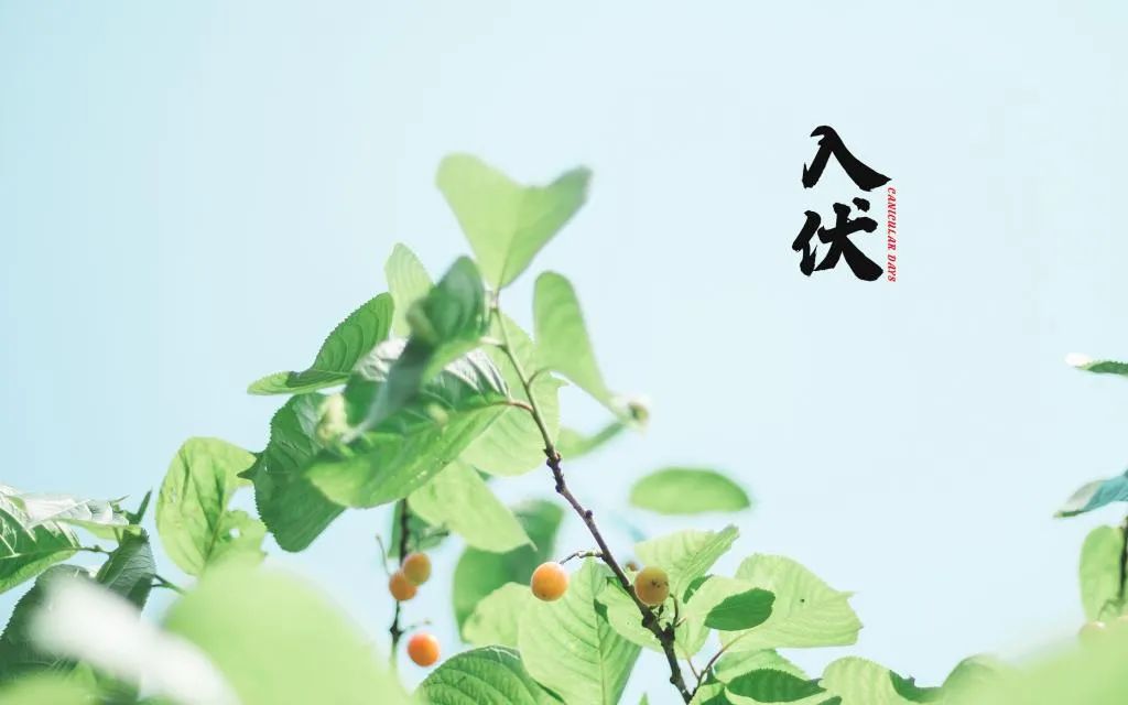 夏日养生小诀窍：三伏贴了解一下