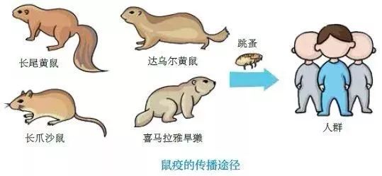 此地确诊一例鼠疫！家有老鼠，会传染吗？