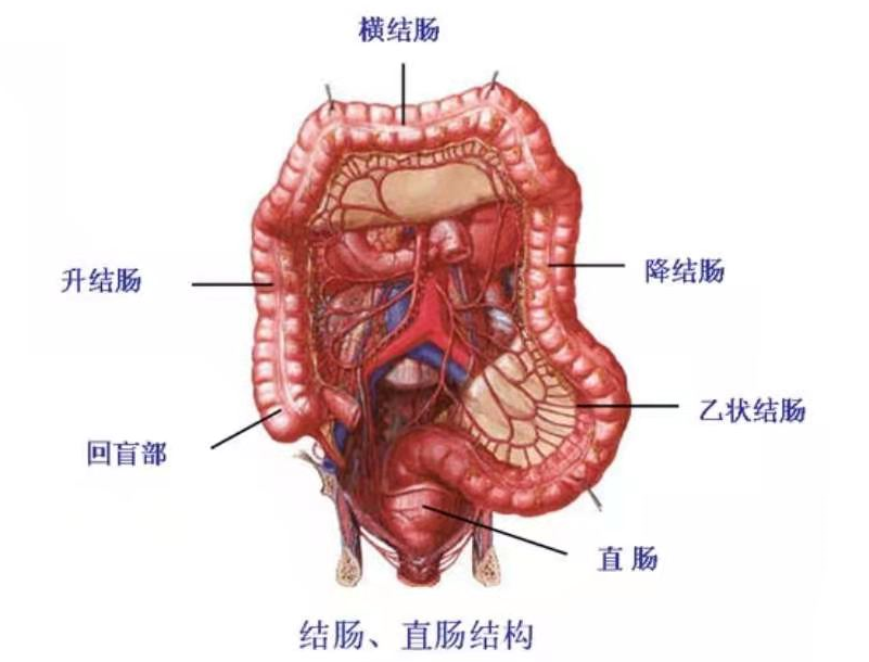 警惕反复便血的“痔疮”！可怕的结直肠癌，最有效的阻断方法是……