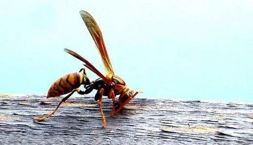 3人死亡，广西又见毒蜂伤人事件丨被蜂蜇后怎么办？