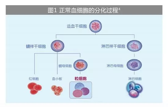【医科全说】《我不是药神》里的白血病，原来是这样的