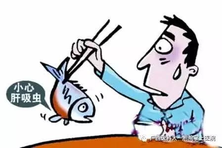 【医科全说】吃鱼生究竟会不会有肝吸虫？喝白酒有用吗？