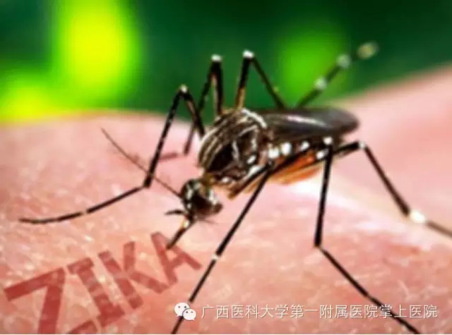 寨卡病毒是何方妖孽？如何预防：远离蚊虫叮咬！