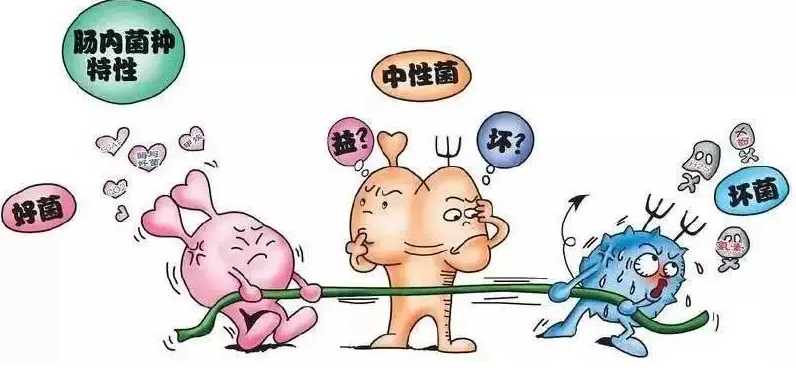 藏在身体里的一个“江湖”：快来了解肠道菌